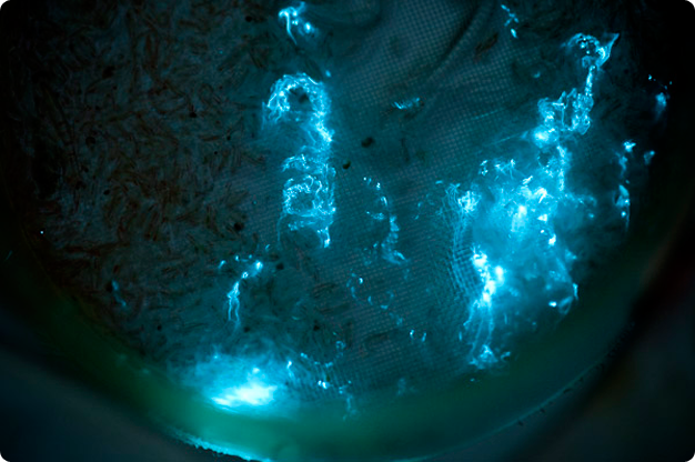 bioluminescence-design-003.png